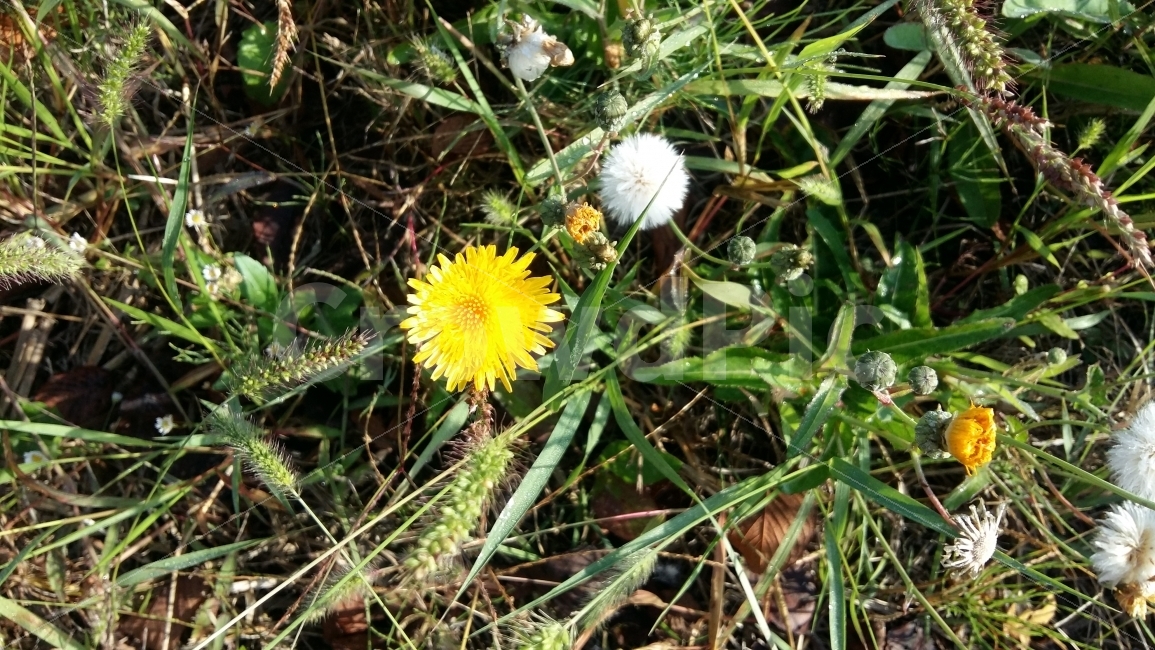 민들레,가을,가을꽃,민들레홀씨,홀씨,꽃,야생화,자연,풀밭,잔디,식물,자연,plants,nature,꽃,flower