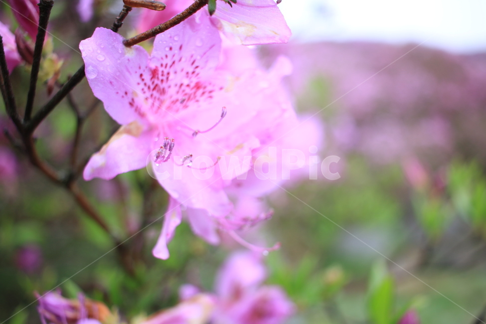 봄,비,봄비,철쭉,사라의기쁨,봄,계절,spring,season,식물,자연,plants,nature,꽃,flower,plant