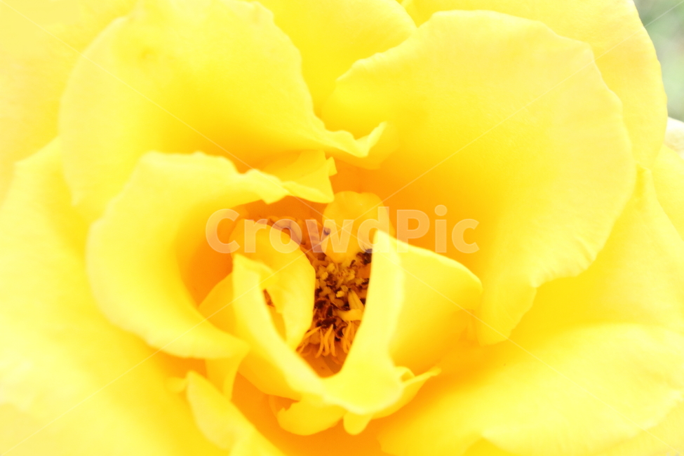 장미,꽃,식물,노랑,rose,식물,자연,plants,nature,꽃,flower