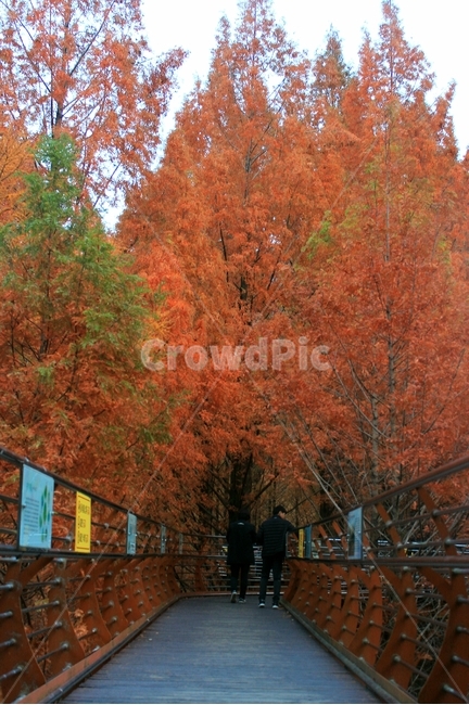 산,자연,단풍,메타세콰이어,가을,장태산자연휴양림,다리,가을,계절,fall,autumn,season,사람,인물,인간,human,person,plant,식물,tree,나무,maple