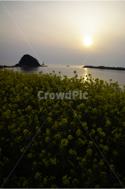 꽂지해변,안면도,유채꽃,바다,석양,빛,일몰,풍경,관광지,landscape,봄,계절,spring,season,자연,풍경,nature,landscape,한국자연풍경,한국자연경관,korea nature landscape,식물,plants,꽃,flower,outdoors,옥외