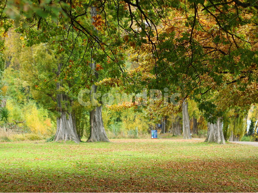 가을,공원,낙옆,그늘,나무,초록,그린,평화,fall,peace,park,tree