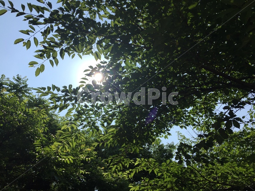 숲,햇빛,나무,하늘,빛,자연,풍경,nature,landscape,light,flare,플레어