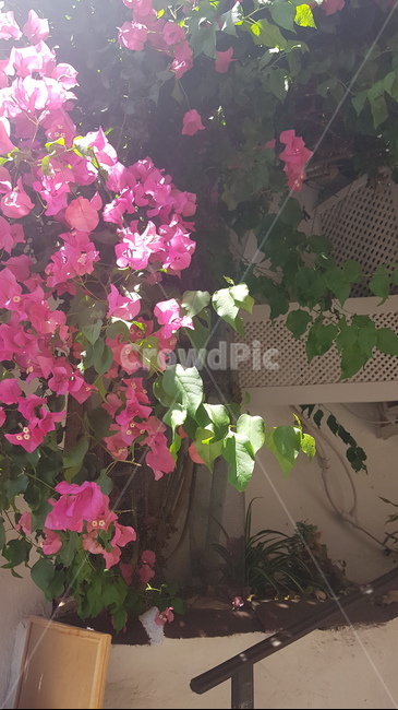 제라늄,flower,꽃,식물,plant