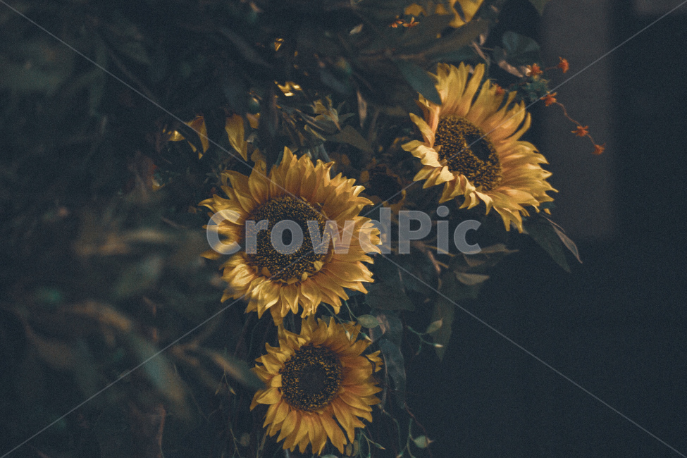 해바라기,조화,감성사진,고독,쓸쓸함,식물,자연,plants,nature,꽃,flower