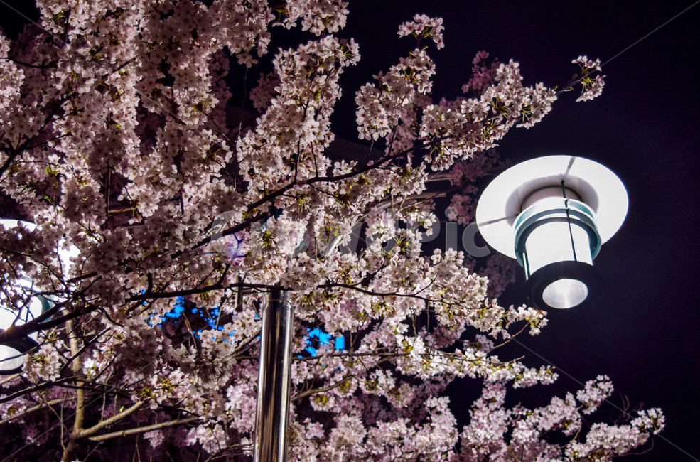 벚꽃,꽃,봄,체리블라썸,cherryblossom,봄,계절,spring,season,꽃,flower,plant,식물,lamp,램프,blossom,cherry blossom