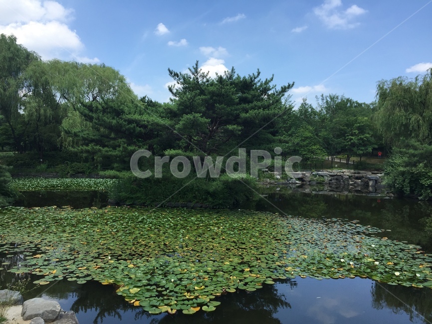 공원,연못,연꽃,식물,하늘,나무,산책로,plants,tree,park,sky,pond,garden,rest,clouds,자연,풍경,nature,landscape,water,물,outdoors,옥외,land,땅,못