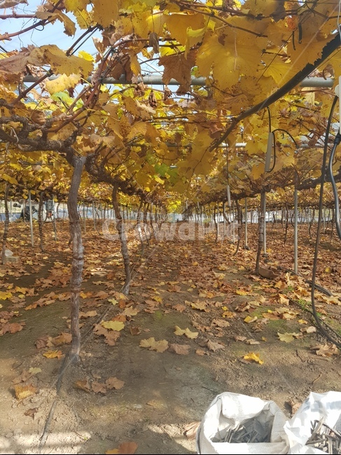 가을,단풍,자연,비닐하우스,낙엽