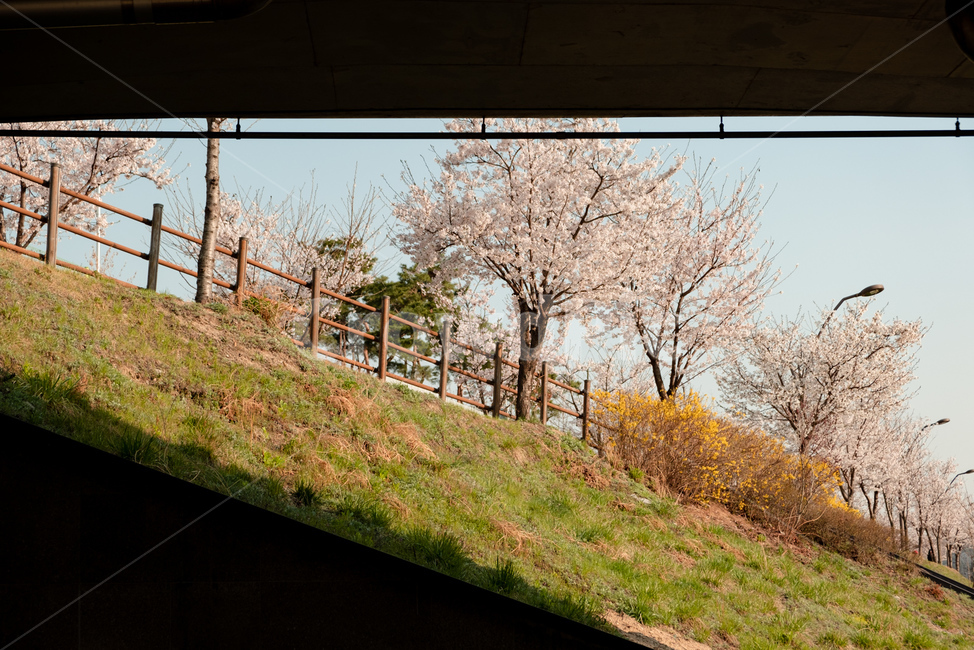 벚꽃,꽃,봄,벚꽃나무,감성,자연,flower,cherryblossom