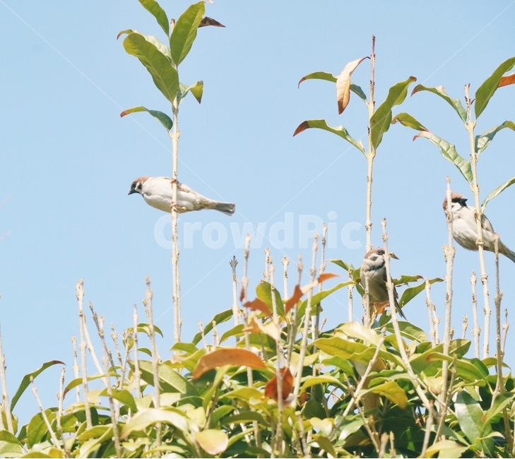 참새,sparrow,나무,식물,새,순천,낙안읍성,식물,자연,plants,nature,동물,animal,조류,새,birds,감성,sensible,feeling,휴식,힐링,rest,relaxation,healing