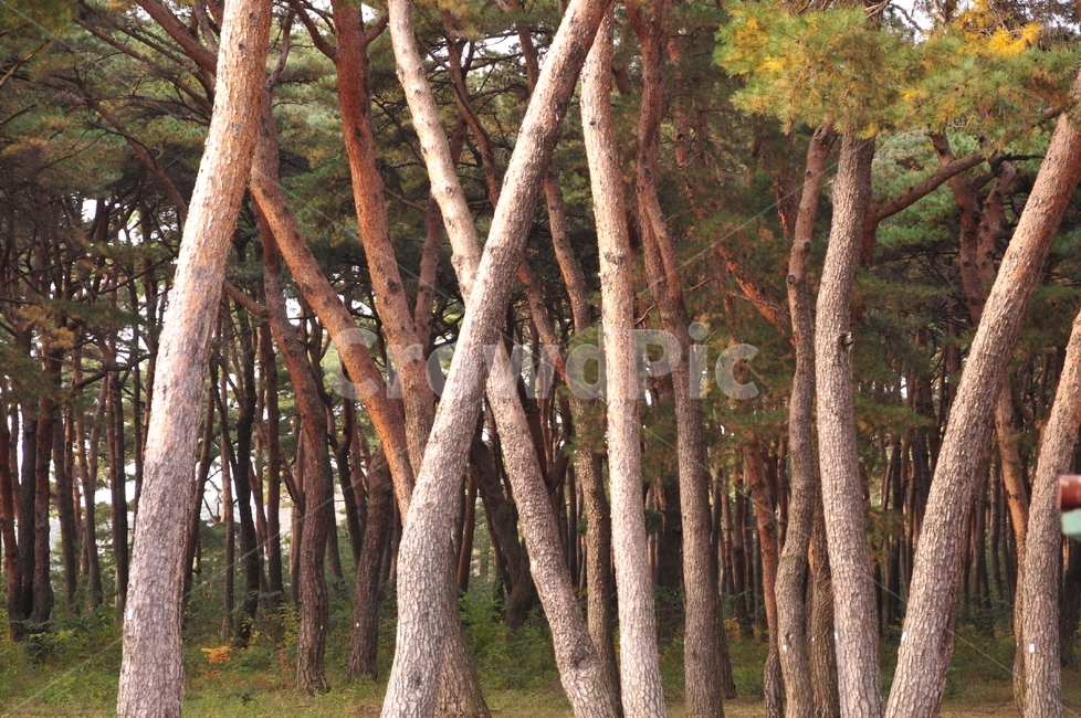 tree,나무,식물,소나무,treetrunk,가을