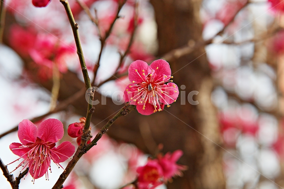 홍매화,매화,매화꽃,꽃,봄꽃,꽃잎,식물,자연,공원,봄,식물,자연,plants,nature,꽃,flower