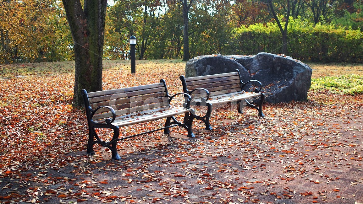 의자,벤치,휴식,산책,공원,정원,아침,가을,편안한,아늑한,감성,햇살,가을,계절,fall,autumn,season,furniture,가구,park bench,공원 벤치,bench