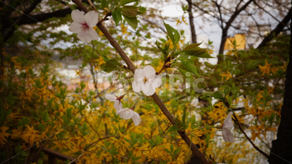 봄,벚꽃,계단,낭만적,분위기,개나리,설렘,첫시작,봄,계절,spring,season,식물,자연,plants,nature,꽃,flower,plant