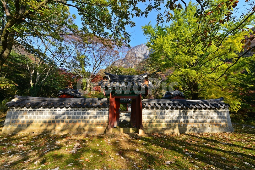 leaf,잎,plant,식물,tree,나무,maple,단풍,단풍잎,장성,백양사,백양사가을,가을,추색,만추,계절