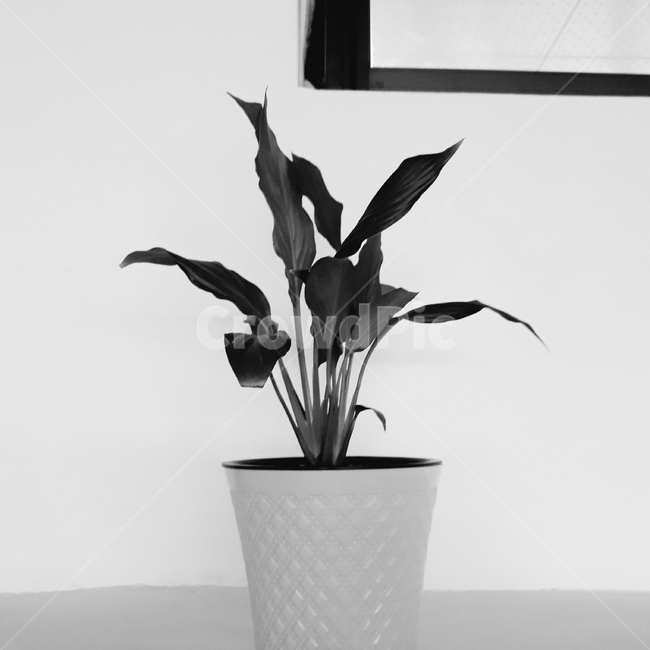 화분,식물,스파트필름,공기정화,성장,flowerpot,plant,식물,자연,plants,nature,실내용화초,화분,화초,house plant,흑백,모노톤,monochrome,black and white