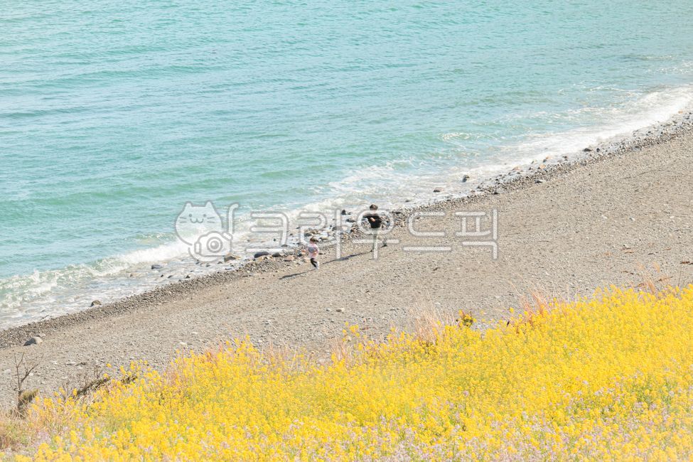 빈티지,하늘,해질녘,field,필드,grassland,meadow,목초지,tree,나무,유채꽃,추자도,canolaflower,flower,봄,spring,summer,여름,nature,자연,outdoors,옥외,sea,바다,beach,물,해변,coast,해안,shoreline,해안선,gravel,자갈,road,도로,person,사람
