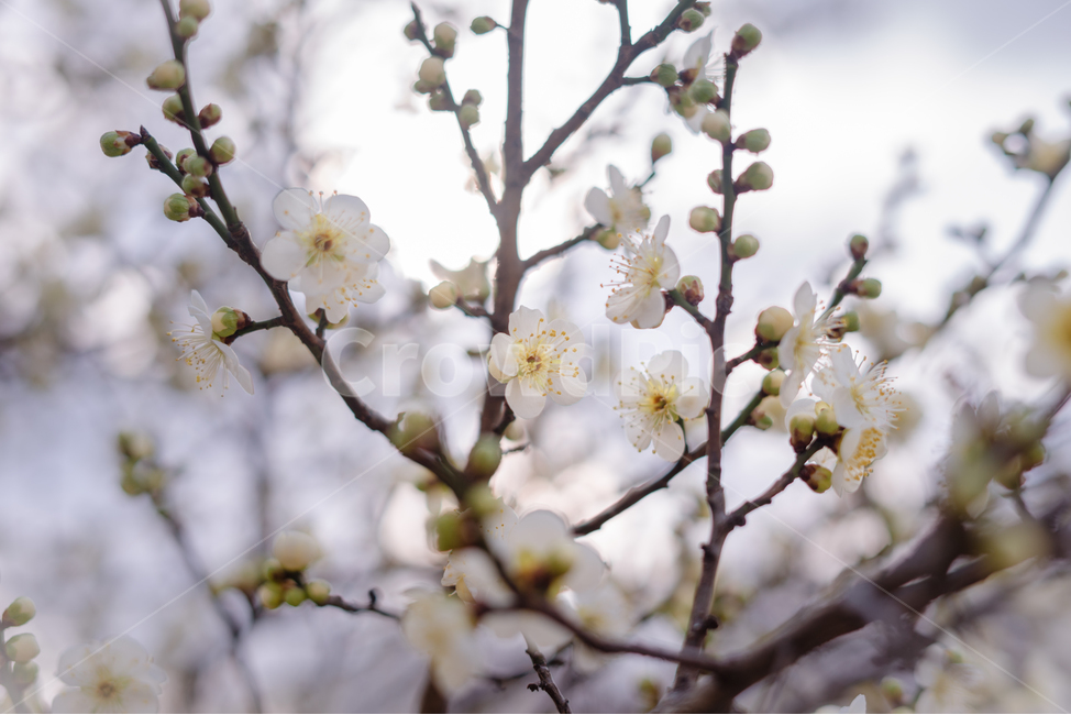 매화,꽃,나뭇가지,자연,식물,나무,봄,계절,spring,season,식물,자연,plants,nature,꽃,flower,plant,blossom