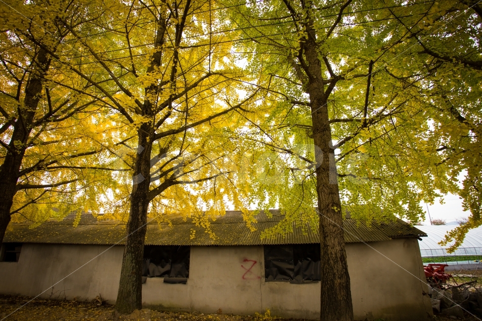 은행나무,단풍,가을,은행,노란색,분위기,풍경,시골,fall,autumn,season,자연,가을,계절,fall,autumn,season,시골,마을,풍경,landscape,country,rural,town,식물,자연,plants,nature,나무,trees,wood,outdoors,옥외,building,건물,tree,plant