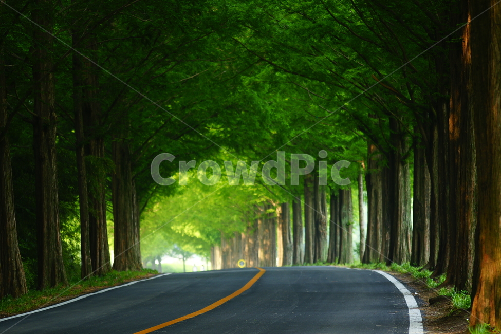 단양,메타쉐콰리어길,초록,길,초록길,자연,풍경,nature,landscape,asphalt,아스팔트,road,도로,freeway,고속 도로,highway,고속도로