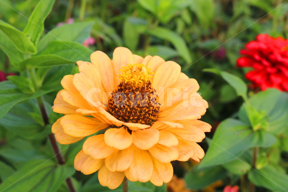 백일홍,꽃,백일홍꽃,식물,자연,국화과,식물,자연,plants,nature,꽃,flower