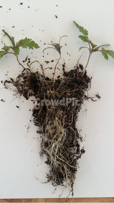 환삼덩굴,환삼덩굴뿌리,뿌리,뿌리길이,위해식물,식물,자연,plants,nature