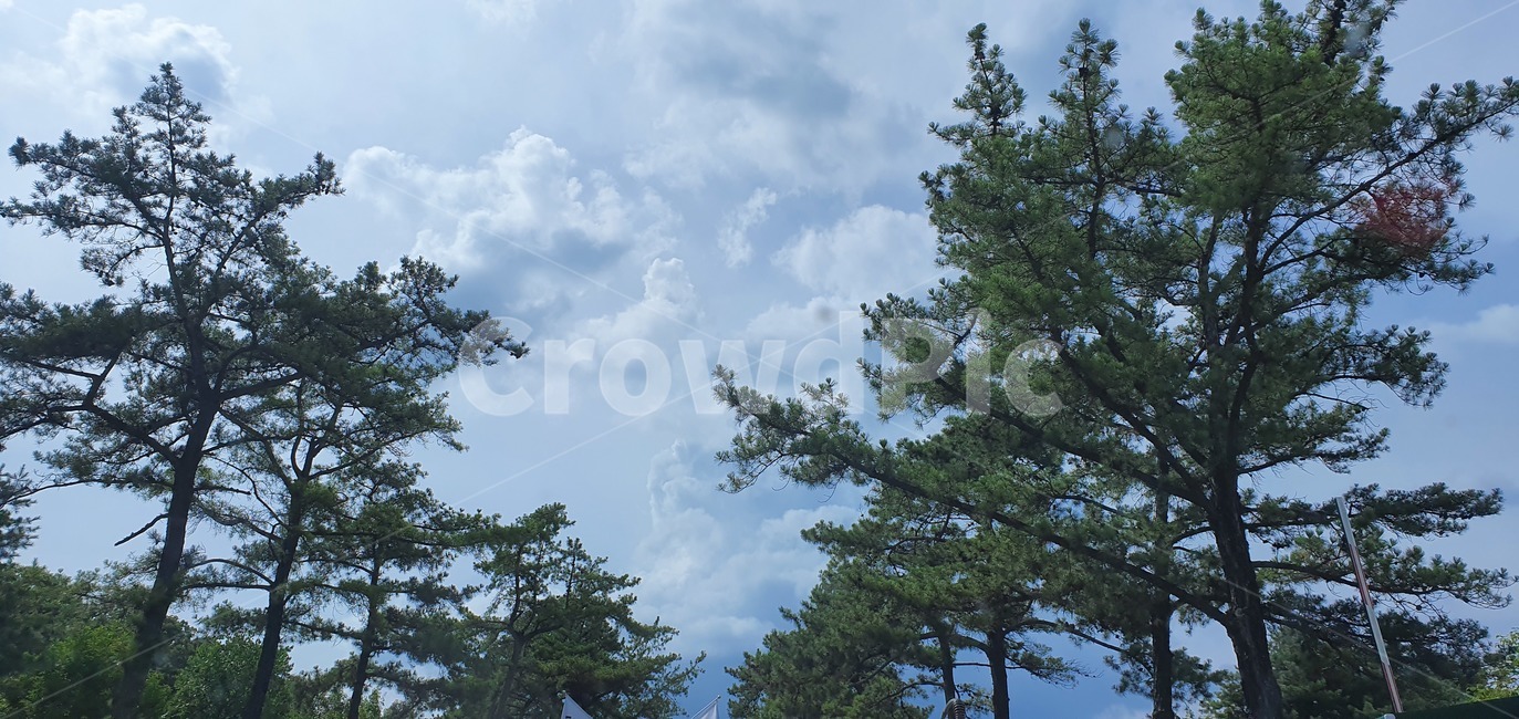 나무,하늘,구름,가로수길,소나무
