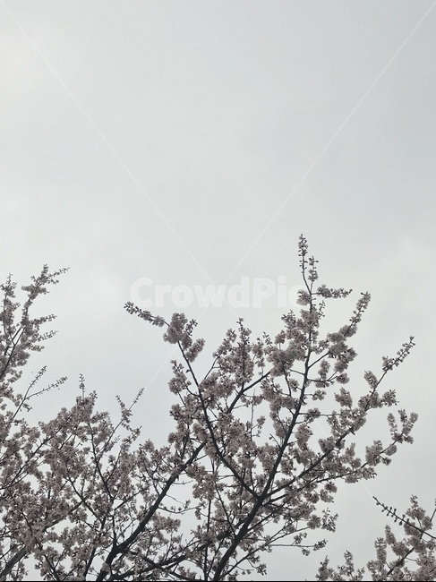 벚꽃,봄,풍경,landscape,꽃,봄,계절,spring,season,식물,자연,plants,nature,꽃,flower,plant