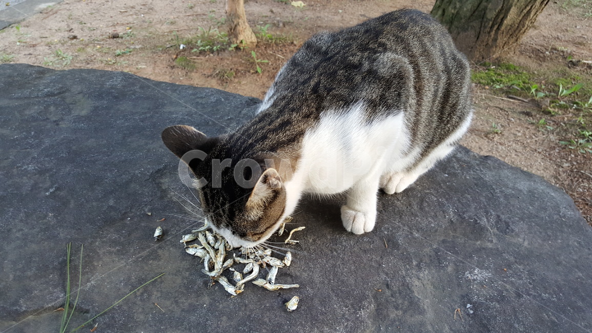 길고양이,고양이,고등어,cat,길냥이,냥이,roadcat,고양이먹방,고양이멸치,고양이밥,포유류,애완동물,animal,pet