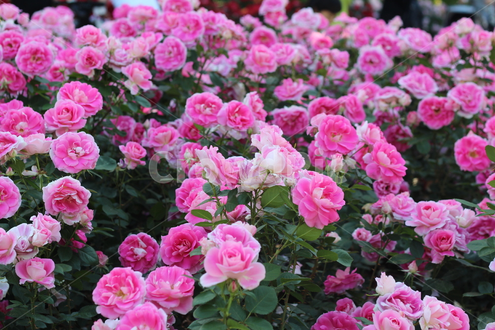 장미축제,장미꽃,장미,꽃,분홍장미,봄꽃,flower,rose,pinkrose,화려한,식물,자연,plants,nature,꽃,flower