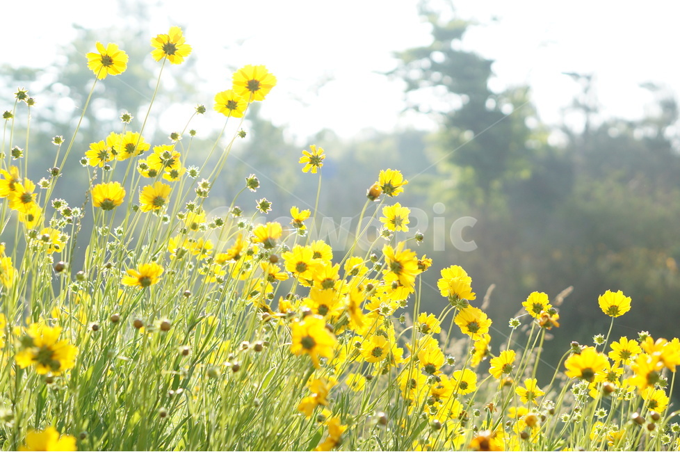 금계국,노랑,꽃,풍경,봄,봄,계절,spring,season,식물,자연,plants,nature,꽃,flower,field,들,outdoors,옥외,grassland,목초지