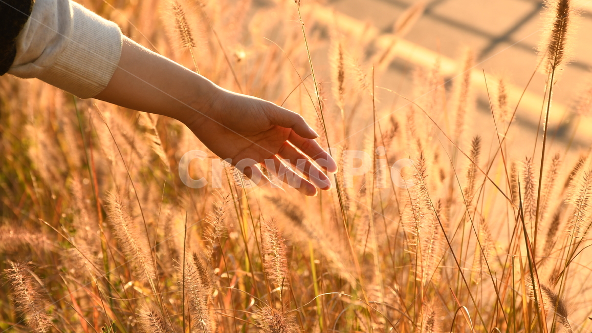 식물,강아지풀,손,hand,가을,노을빛,가을,계절,fall,autumn,season