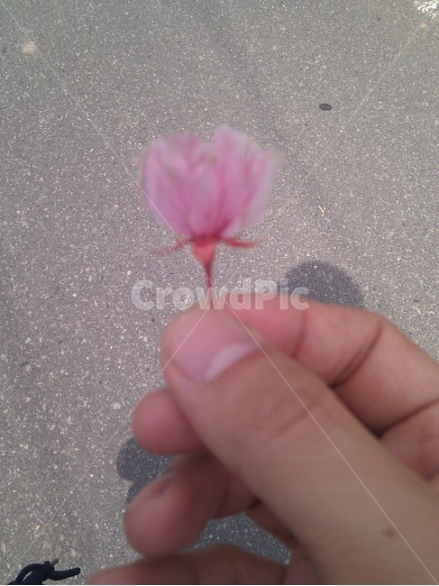 꽃,손,분홍,벛꽃,솔로,꽃,flower