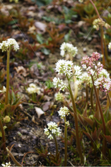 봄,spring,계절,식물,plant,자연,nature,꽃,flower,식물,자연,plants,nature,꽃,flower