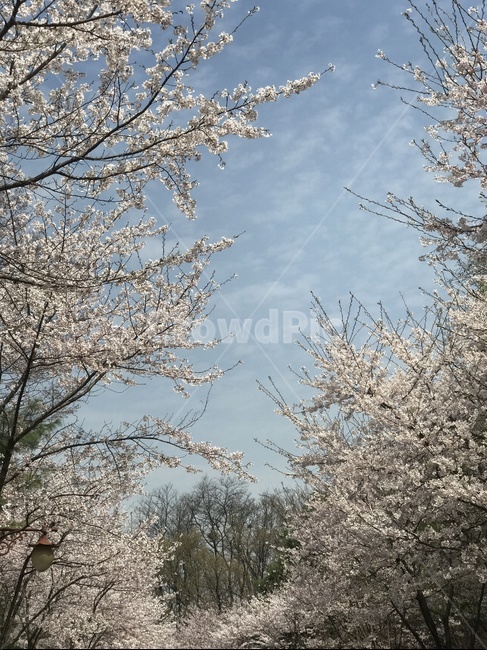 하늘,벚꽃,쉼,평온함,휴식,봄,구름,화창한,날씨