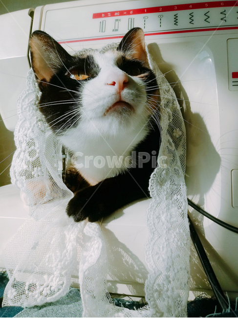 고양이,따뜻함,코숏,매력적인,포근한,cat,동물,animal,포유류,mammal,고양이,cat,kitten,kitty