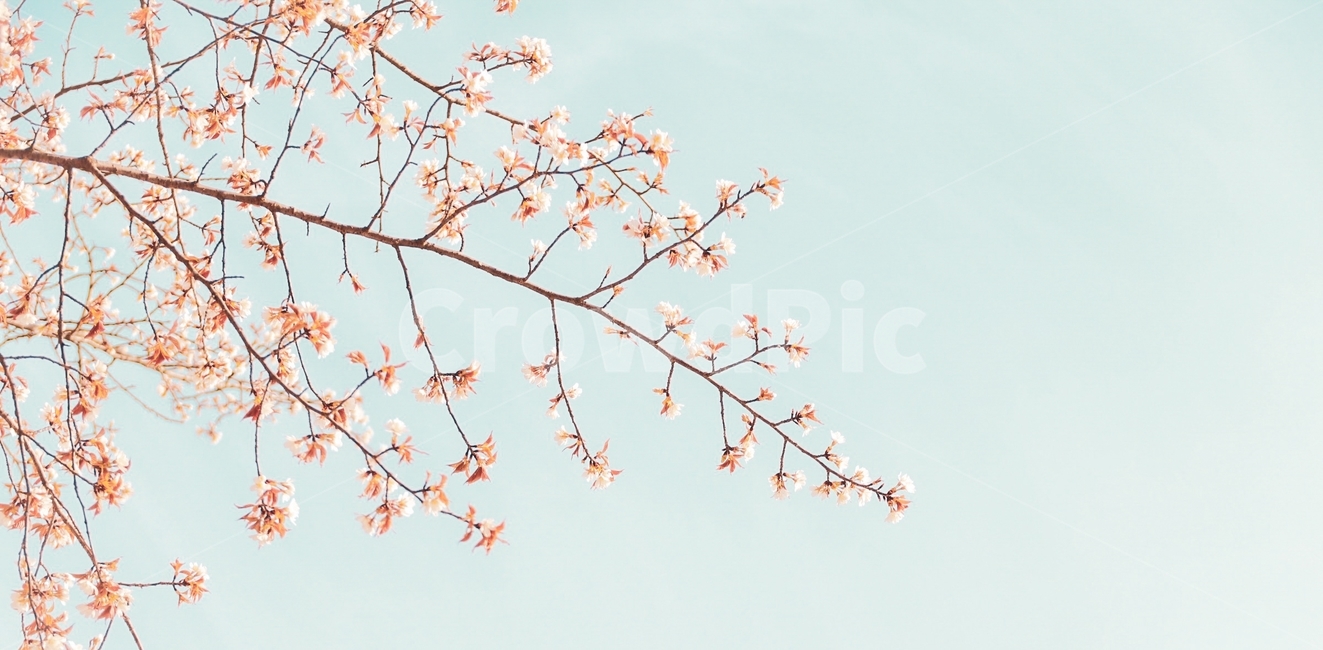 꽃,나무,나뭇가지,봄,벚꽃,하늘,식물,분홍색,봄,계절,spring,season,자연,풍경,nature,landscape,식물,plants,꽃,flower,plant,blossom,cherry blossom