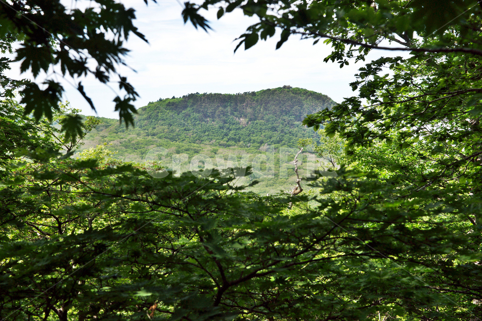 숲,자연,나무,한라산,식물,등산,제주,사라봉,자연,풍경,nature,landscape,outdoors,옥외,vegetation,초목,plant