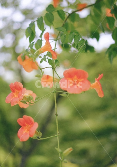 꽃,식물,능소화,자연,flower,plant,nature,식물,자연,plants,nature,꽃,flower