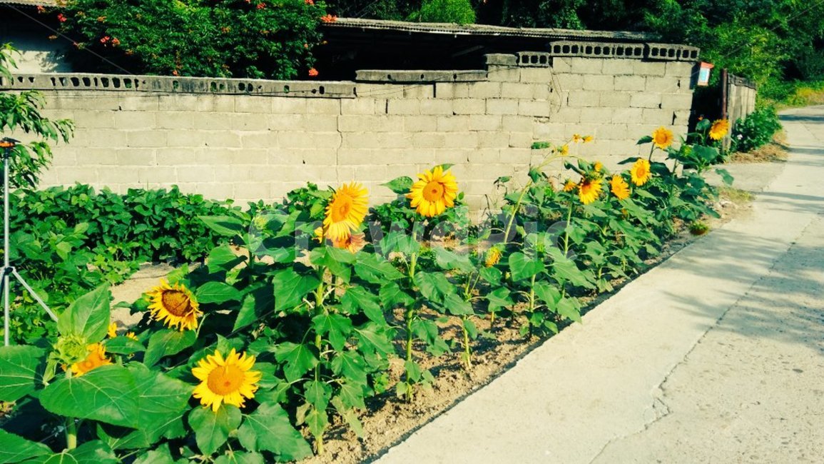 해바라기,노랑색,sunflower,담벼락,초록색