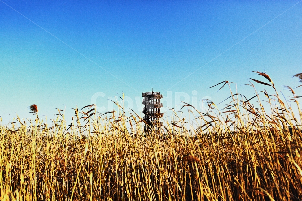 전망대,생태공원,풍경,자연,배경,시흥시,자연,풍경,nature,landscape,한국자연풍경,한국자연경관,korea nature landscape,plant,식물,grass,잔디,produce,생산액,food,음식
