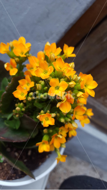 꽃,생화,근접,flower,화분,실내용화초,화분,화초,house plant