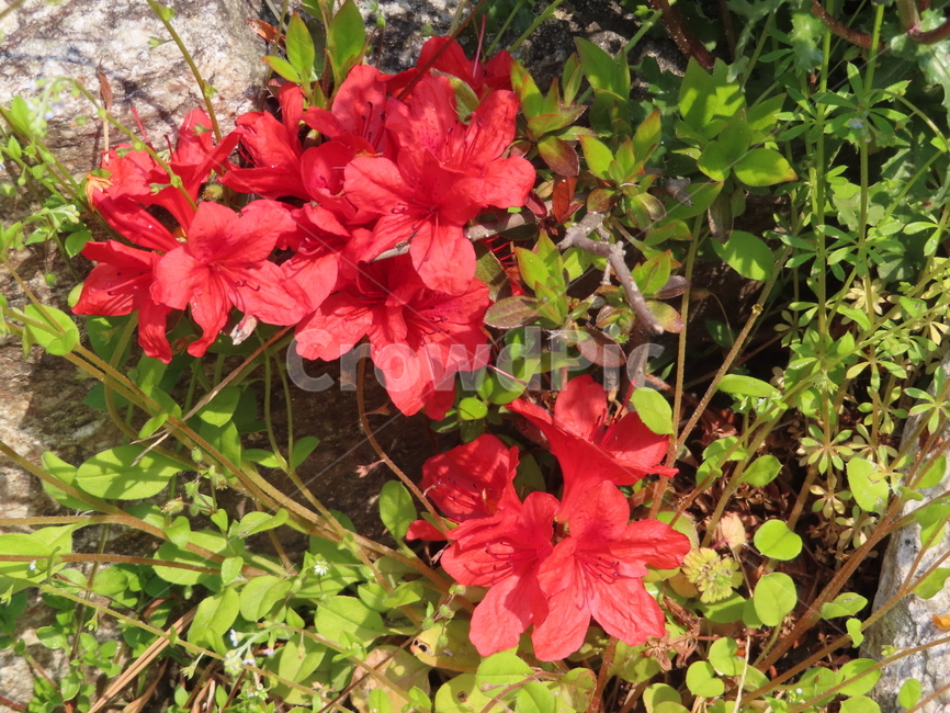 바위,철쭉,식물,레드,빨강,아름다움,탄생,자연,돌,rock,azalea,plants,red,beauty,nature,stone