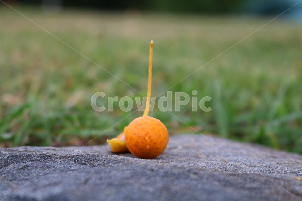 은행,은행나무,열매,나무,자연,식물,낙엽교목,간식,음식,과일,열매,fruit