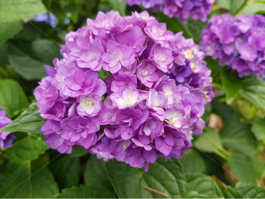 hydrangea,수국,여름꽃,꽃,핑크수국,녹색,연보라,자색,공원,꽃길,식물,식물,자연,plants,nature,꽃,flower