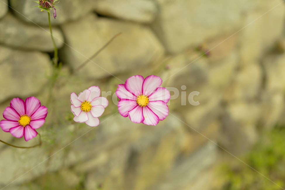 코스모스,가을,꽃,감성사진,보케,계절,식물,식물,자연,plants,nature,꽃,flower