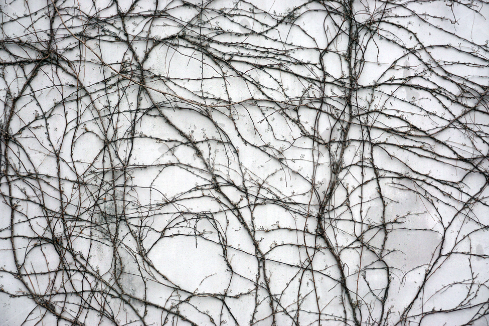 자연,식물,담쟁이,ivy,담쟁이벽,벽,배경화면,바탕화면,백그라운드,background