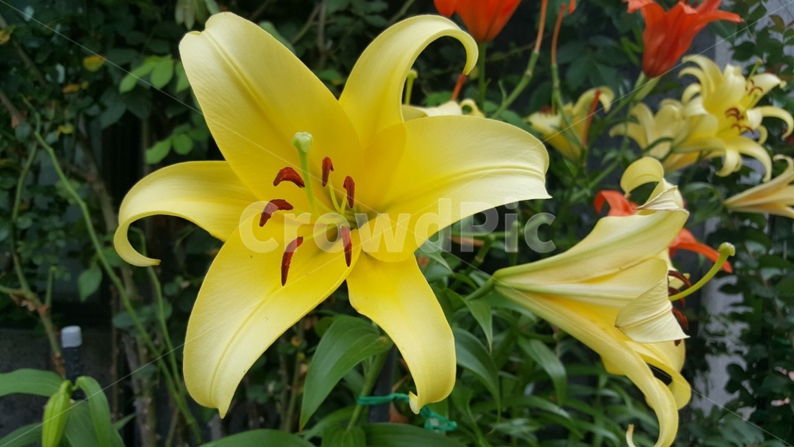 꽃,flower,식물,자연,yellow