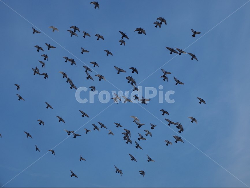 새,하늘,팔달문,팔달공원,설날,동물,animal,조류,새,birds
