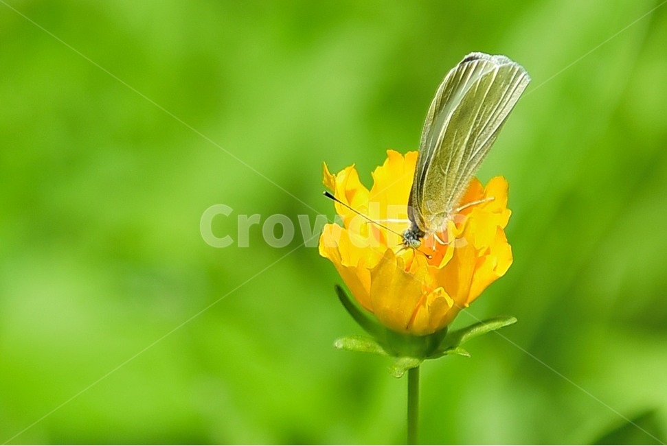 봄,여름,꽃,나비,자연,봄,계절,spring,season,식물,자연,plants,nature,꽃,flower,동물,animal,곤충,벌레,insect,bug,plant
